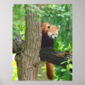 Red Panda Poster (Voorkant)