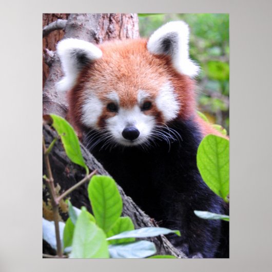 Red Panda Poster (Voorkant)