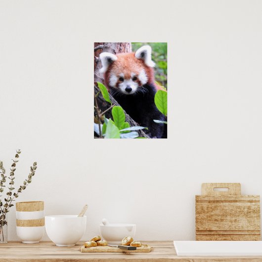 Red Panda Poster (Keuken)