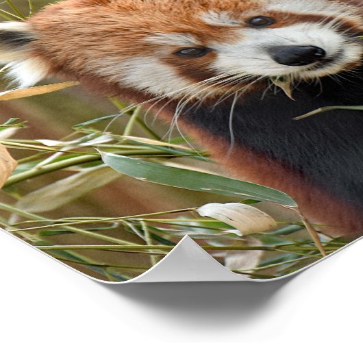 Red Panda Poster (Hoek)