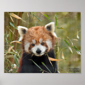 Red Panda Poster (Voorkant)