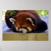 Red Panda Poster (Voorkant)