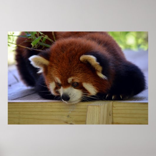Red Panda Poster (Voorkant)
