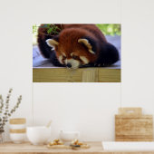Red Panda Poster (Keuken)