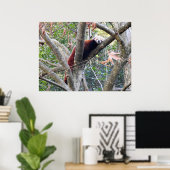 Red Panda Poster (Thuiskantoor)