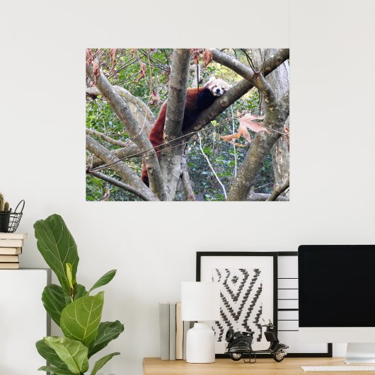 Red Panda Poster (Thuiskantoor)