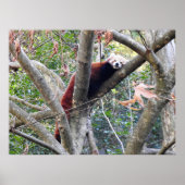 Red Panda Poster (Voorkant)