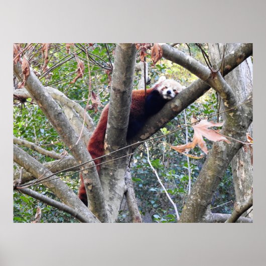 Red Panda Poster (Voorkant)