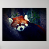 Red Panda Poster (Voorkant)