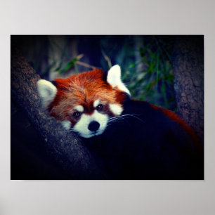 Red Panda Poster