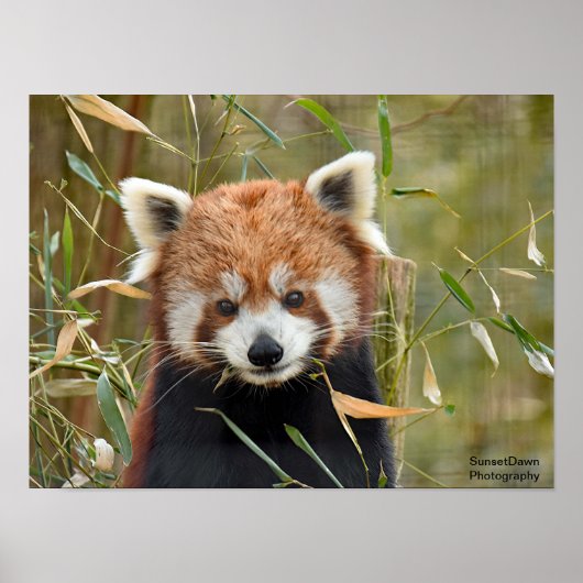 Red Panda Poster (Voorkant)