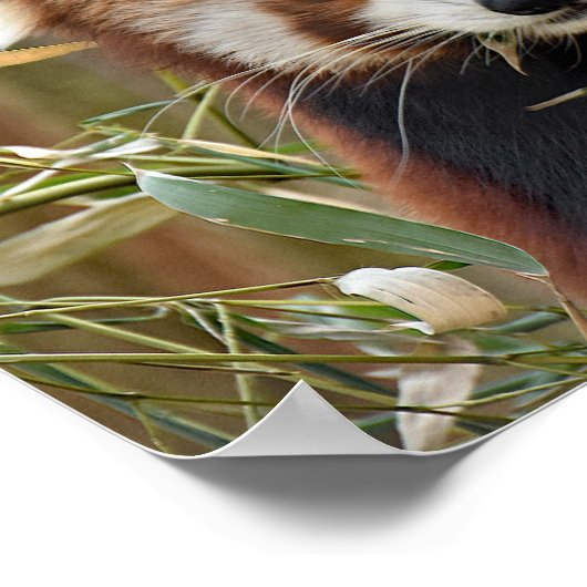 Red Panda Poster (Hoek)