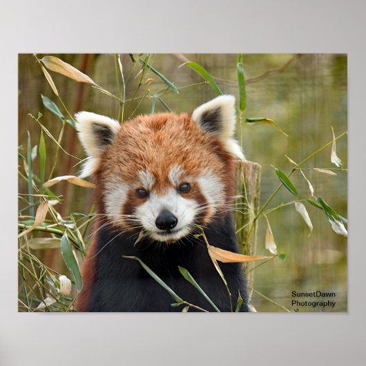 Red Panda Poster (Voorkant)