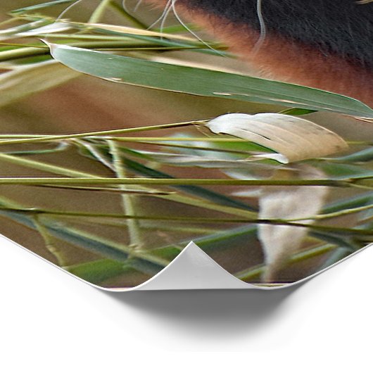 Red Panda Poster (Hoek)