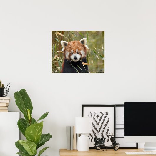 Red Panda Poster (Thuiskantoor)