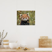 Red Panda Poster (Keuken)