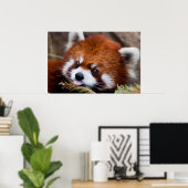 Red Panda Poster (Thuiskantoor)