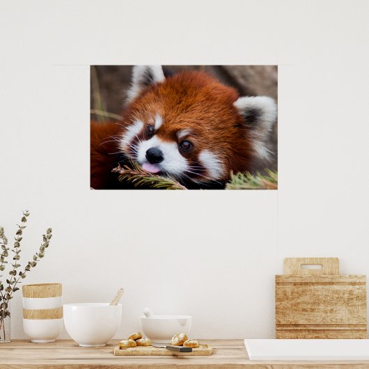 Red Panda Poster (Keuken)