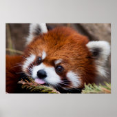 Red Panda Poster (Voorkant)
