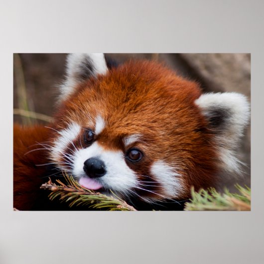 Red Panda Poster (Voorkant)
