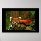 Red Panda Poster Print (Voorkant)