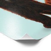 Red Panda Print Foto Afdruk (Hoek)