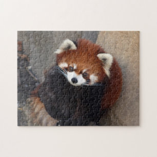 Red Panda Puzzle Legpuzzel