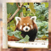 Red Panda Raamsticker (Vel 2)
