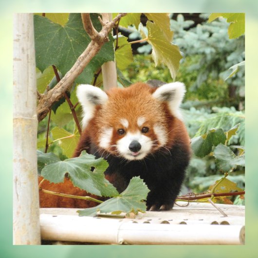 Red Panda Raamsticker (Vel 3)
