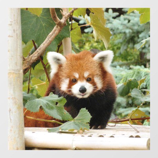 Red Panda Raamsticker (Vel)