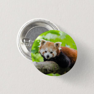 Red Panda Ronde Button 3,2 Cm