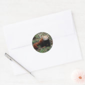Red Panda Ronde Sticker (Envelop)