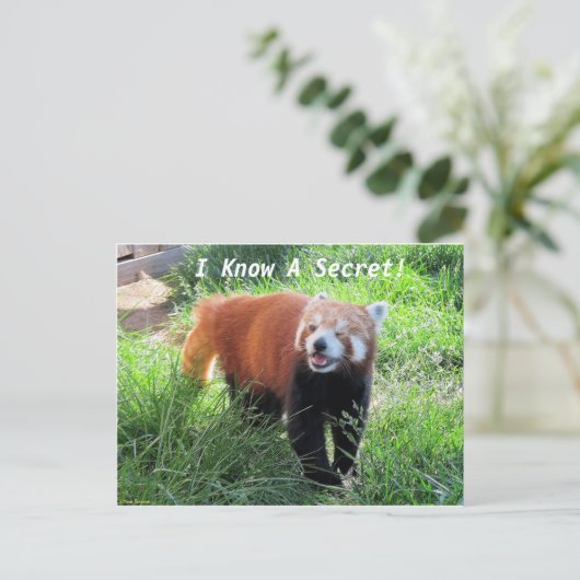 Red Panda Secret Briefkaart (Staand voorkant)