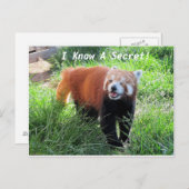 Red Panda Secret Briefkaart (Voorkant / Achterkant)