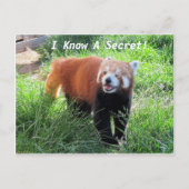 Red Panda Secret Briefkaart (Voorkant)