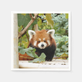 Red Panda Servet