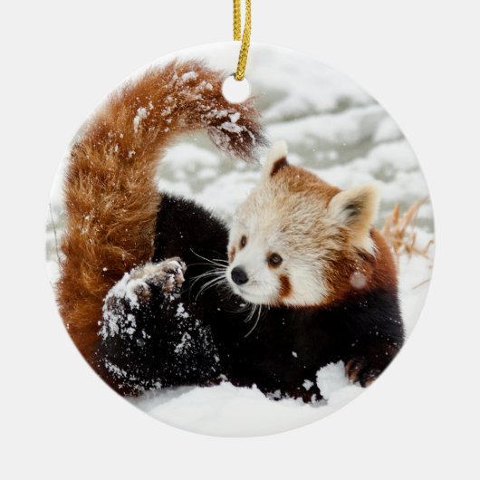 Red Panda speelt in Sneeuwkeramisch sieraad Keramisch Ornament (Voorkant)