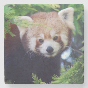 Red Panda Stenen Onderzetter