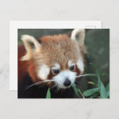 Red Panda, Taronga Zoo, Sydney, Australië Briefkaart (Voorkant / Achterkant)