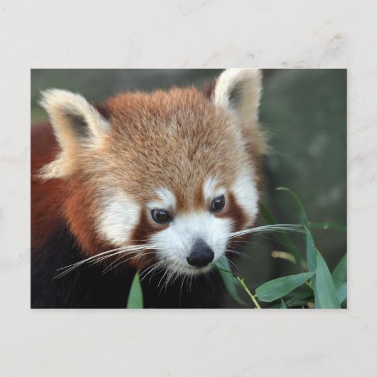 Red Panda, Taronga Zoo, Sydney, Australië Briefkaart (Voorkant)