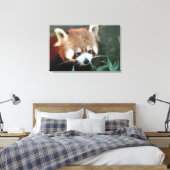 Red Panda, Taronga Zoo, Sydney, Australië Canvas Afdruk (Insitu (Slaapkamer))
