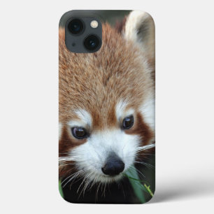Red Panda, Taronga Zoo, Sydney, Australië Case-Mate iPhone Case