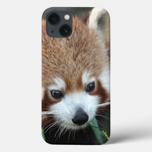 Red Panda, Taronga Zoo, Sydney, Australië Case-Mate iPhone Case (Achterkant)