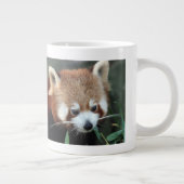 Red Panda, Taronga Zoo, Sydney, Australië Grote Koffiekop (Rechts)