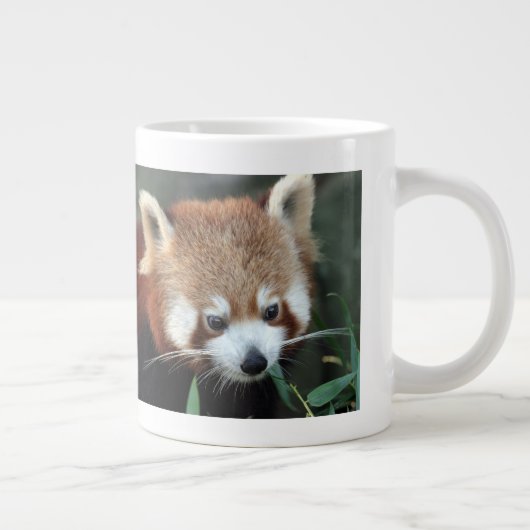 Red Panda, Taronga Zoo, Sydney, Australië Grote Koffiekop (Rechts)