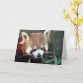 Red Panda, Taronga Zoo, Sydney, Australië Kaart (Gele Bloem)