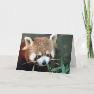 Red Panda, Taronga Zoo, Sydney, Australië Kaart
