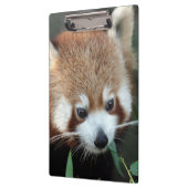 Red Panda, Taronga Zoo, Sydney, Australië Klembord (Links)