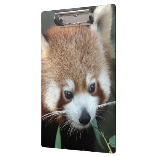 Red Panda, Taronga Zoo, Sydney, Australië Klembord (Links)