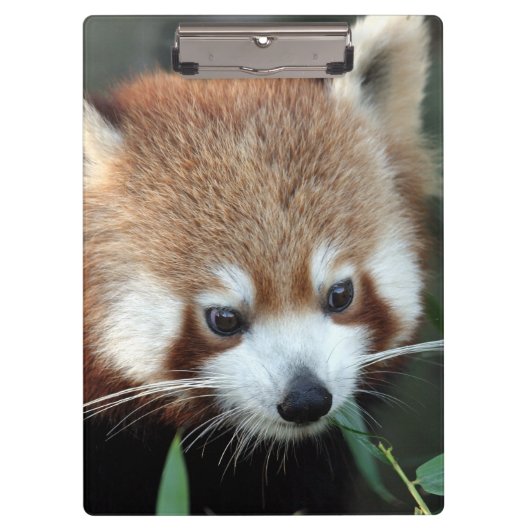 Red Panda, Taronga Zoo, Sydney, Australië Klembord (Voorkant)